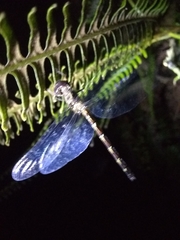 Macrothemis celeno