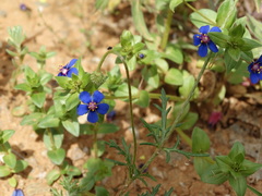 Anagallis