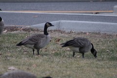 Branta canadensis