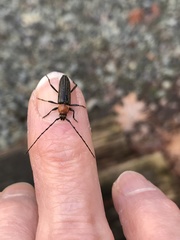 Stenosphenus notatus