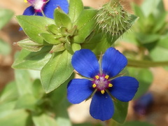Anagallis