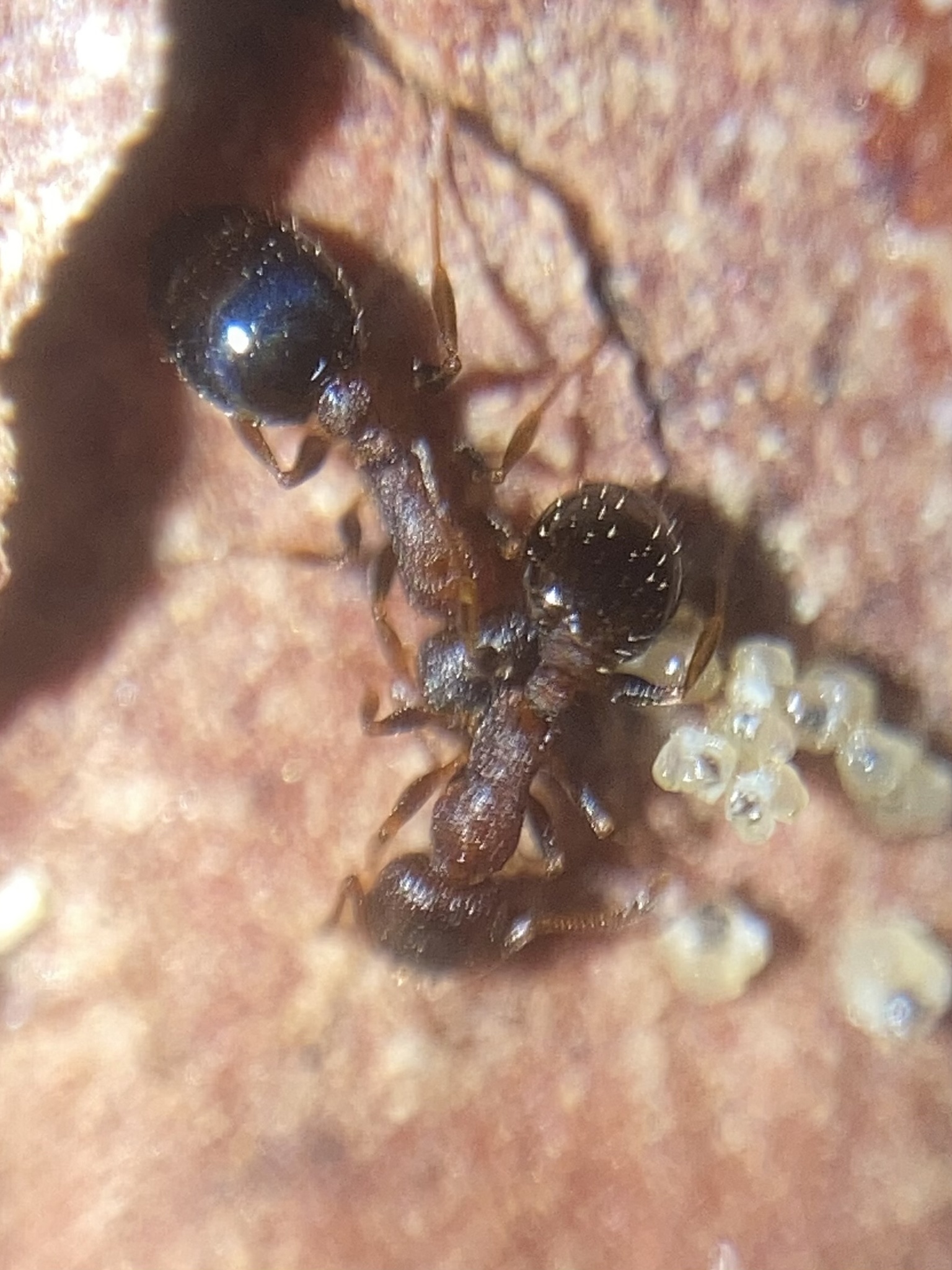 Temnothorax corticalis