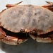 Jonah Crab - Photo (c) Crystal Hiltz, some rights reserved (CC BY-NC), uploaded by Crystal Hiltz