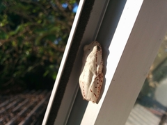 Hyperolius marmoratus