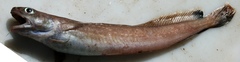 Enchelyopus cimbrius