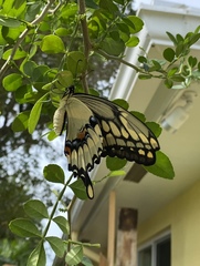 Heraclides cresphontes