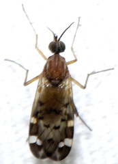Sylvicola alternatus