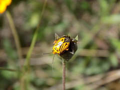 Calocoris barberi