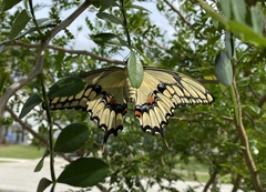 Heraclides cresphontes