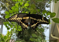 Heraclides cresphontes