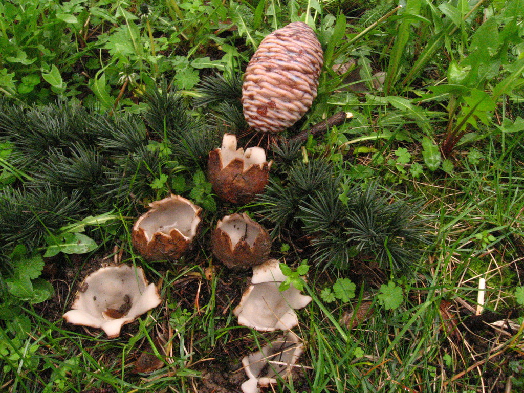 cedar cup