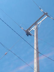 Geranoaetus melanoleucus australis