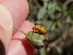 Calocoris barberi