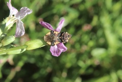 Phymata chilensis chilensis