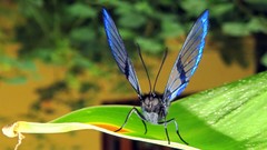 Chorinea heliconides