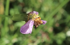 Phymata chilensis chilensis