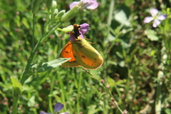 Phymata chilensis chilensis