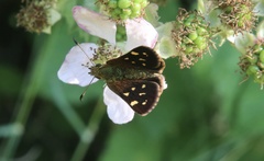 Butleria