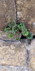 Asplenium ruta-muraria