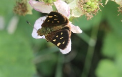 Butleria