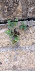 Asplenium ruta-muraria
