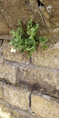 Asplenium ruta-muraria