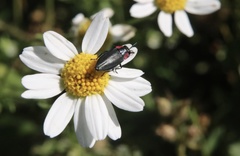 Romanophora verecunda
