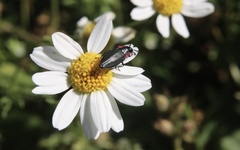 Romanophora verecunda