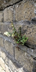 Asplenium ruta-muraria