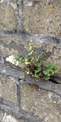 Asplenium ruta-muraria