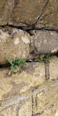 Asplenium ruta-muraria