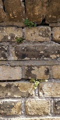 Asplenium ruta-muraria
