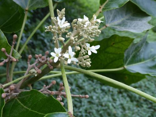 Aleurites moluccanus