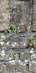 Asplenium ruta-muraria