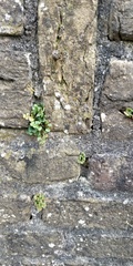 Asplenium ruta-muraria