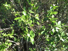 Daphnopsis racemosa