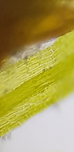 Image of Ephemerum recurvifolium by no rights reserved