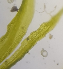 Ephemerum recurvifolium