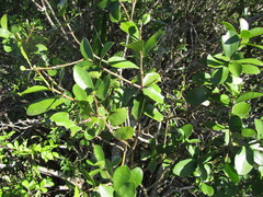 Daphnopsis racemosa