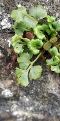 Asplenium ruta-muraria