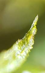 Ephemerum recurvifolium