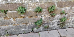 Asplenium ruta-muraria