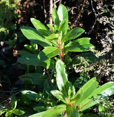 Impatiens sodenii