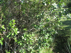 Daphnopsis racemosa