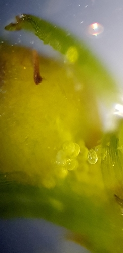 Image of Ephemerum recurvifolium by no rights reserved