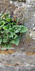 Asplenium ruta-muraria
