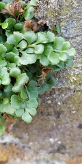 Asplenium ruta-muraria