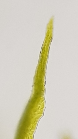 Image of Ephemerum recurvifolium by no rights reserved