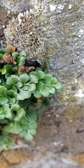 Asplenium ruta-muraria