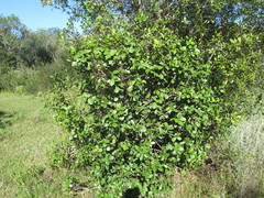Daphnopsis racemosa